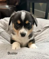 Buster, a male Pembroke Welsh Corgi for sale in Rising Sun, IN – 1 of 7
