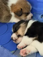 Buster, a male Pembroke Welsh Corgi for sale in Rising Sun, IN – 2 of 7