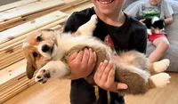Buddy, a male Pembroke Welsh Corgi for sale in Rising Sun, IN – 3 of 8