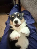Bear, a male Pembroke Welsh Corgi for sale in Rising Sun, IN – 4 of 7
