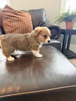 Buddy, a male Pembroke Welsh Corgi for sale in Rising Sun, IN – 5 of 8