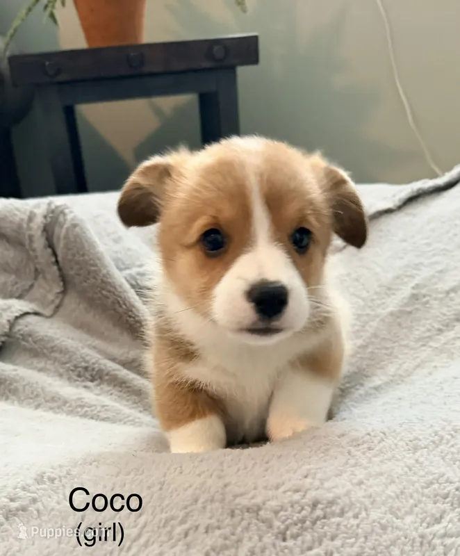 Coco – Pembroke Welsh Corgi puppy for sale in Rising Sun, IN