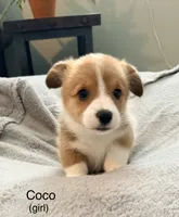 Coco, a female Pembroke Welsh Corgi for sale in Rising Sun, IN – 1 of 5