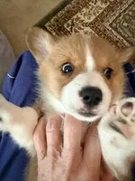 Coco, a female Pembroke Welsh Corgi for sale in Rising Sun, IN – 2 of 5