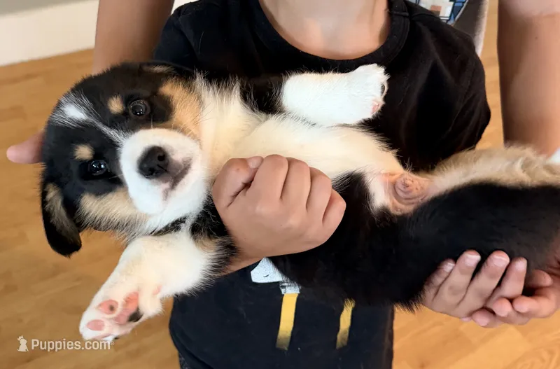 Bear – Pembroke Welsh Corgi puppy for sale in Rising Sun, IN