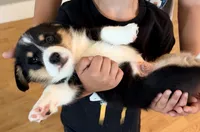 Bear, a male Pembroke Welsh Corgi for sale in Rising Sun, IN – 1 of 7