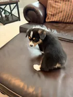 Buster, a male Pembroke Welsh Corgi for sale in Rising Sun, IN – 6 of 7