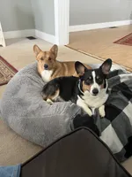 Buddy, a male Pembroke Welsh Corgi for sale in Rising Sun, IN – 8 of 8