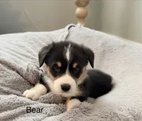 Bear, a male Pembroke Welsh Corgi for sale in Rising Sun, IN – 2 of 7