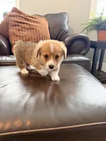 Buddy, a male Pembroke Welsh Corgi for sale in Rising Sun, IN – 4 of 8