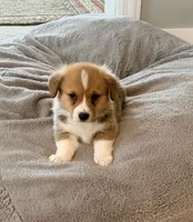 Buddy, a male Pembroke Welsh Corgi for sale in Rising Sun, IN – 7 of 8