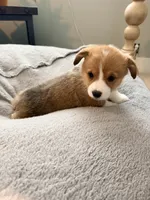 Coco, a female Pembroke Welsh Corgi for sale in Rising Sun, IN – 4 of 5