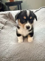 Buster, a male Pembroke Welsh Corgi for sale in Rising Sun, IN – 4 of 7