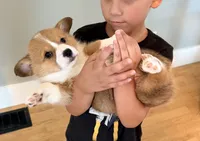 Buddy, a male Pembroke Welsh Corgi for sale in Rising Sun, IN – 1 of 8