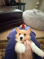 Buddy, a male Pembroke Welsh Corgi for sale in Rising Sun, IN – 6 of 8