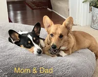 Coco, a female Pembroke Welsh Corgi for sale in Rising Sun, IN – 5 of 5