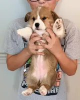 Coco, a female Pembroke Welsh Corgi for sale in Rising Sun, IN – 3 of 5