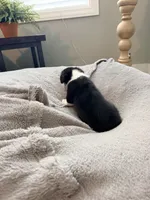 Bear, a male Pembroke Welsh Corgi for sale in Rising Sun, IN – 6 of 7