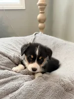 Bear, a male Pembroke Welsh Corgi for sale in Rising Sun, IN – 5 of 7