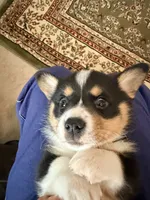 Buster, a male Pembroke Welsh Corgi for sale in Rising Sun, IN – 3 of 7
