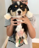 Bear, a male Pembroke Welsh Corgi for sale in Rising Sun, IN – 3 of 7