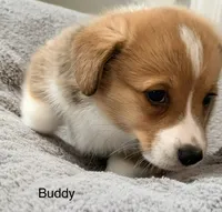 Buddy, a male Pembroke Welsh Corgi for sale in Rising Sun, IN – 2 of 8