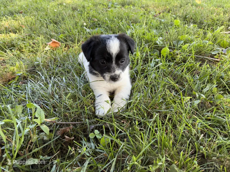 Cherry – Parson Russell Terrier puppy for sale in New Castle, PA