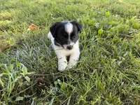 Cherry, a female Parson Russell Terrier for sale in New Castle, PA – 1 of 4