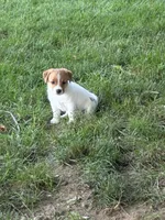 Male, a male Parson Russell Terrier for sale in New Castle, PA – 1 of 3