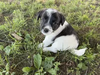 Cherry, a female Parson Russell Terrier for sale in New Castle, PA – 4 of 4