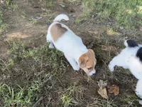 Male, a male Parson Russell Terrier for sale in New Castle, PA – 3 of 3