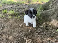 Cherry, a female Parson Russell Terrier for sale in New Castle, PA – 3 of 4