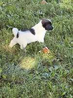 Cherry, a female Parson Russell Terrier for sale in New Castle, PA – 2 of 4