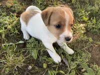 Male, a male Parson Russell Terrier for sale in New Castle, PA – 2 of 3