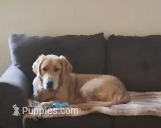 Jax – Golden Retriever puppy for sale in Pittsburg, KS