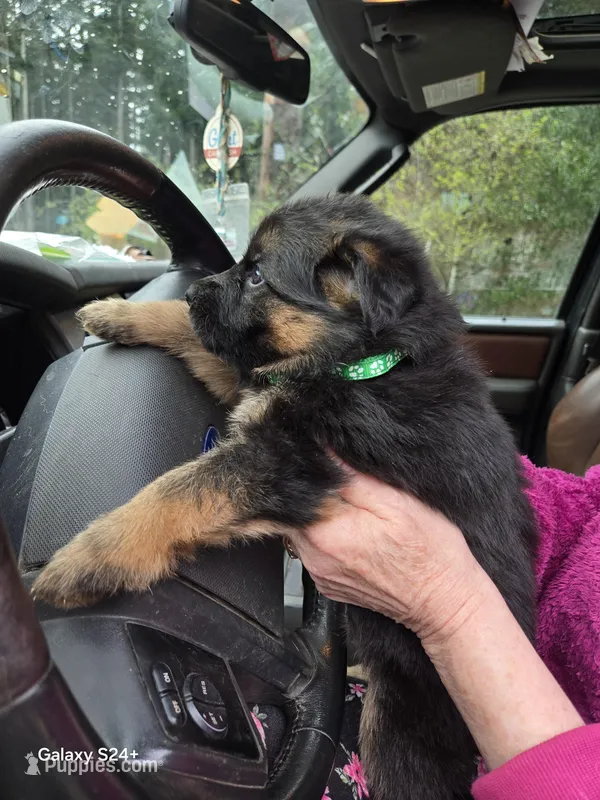 Purple collar – German Shepherd Dog puppy for sale in Coupeville, WA