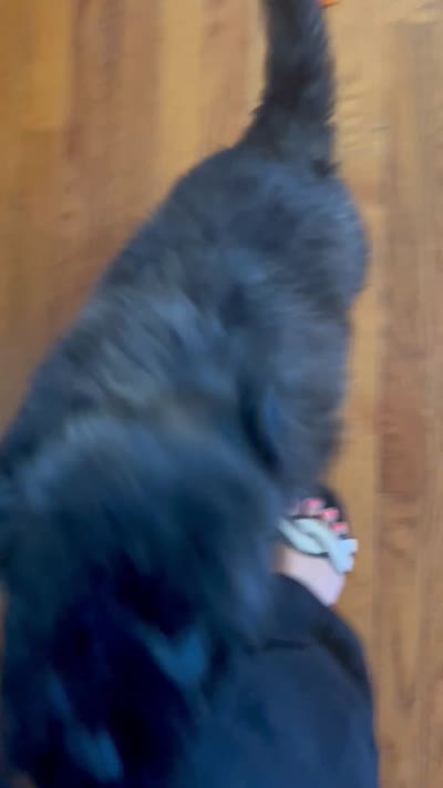 She-ra, a female Bouvier des Flandres for sale in Merced, CA – 5 of 5