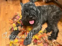She-ra, a female Bouvier des Flandres for sale in Merced, CA – 3 of 5