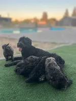 Saki, a male Bouvier des Flandres for sale in Merced, CA – 4 of 6