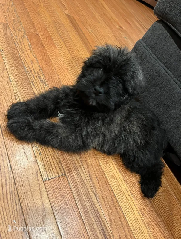 Saki – Bouvier des Flandres puppy for sale in Merced, CA