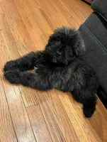Saki, a male Bouvier des Flandres for sale in Merced, CA – 1 of 6