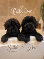 Saki, a male Bouvier des Flandres for sale in Merced, CA – 3 of 6