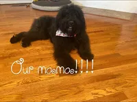 Saki, a male Bouvier des Flandres for sale in Merced, CA – 5 of 6