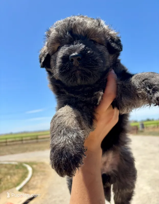 She-ra – Bouvier des Flandres puppy for sale in Merced, CA