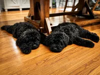 Saki, a male Bouvier des Flandres for sale in Merced, CA – 2 of 6