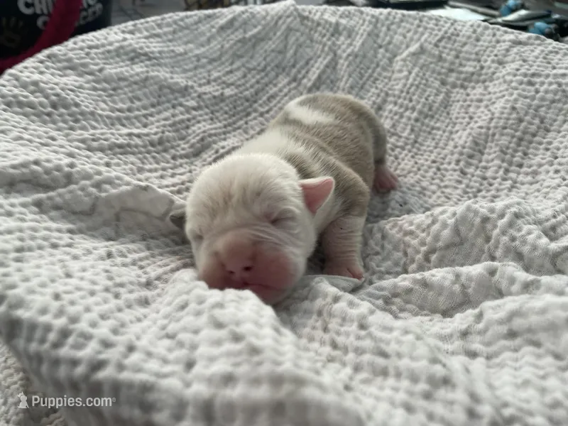 Olive – English Bulldog puppy for sale in Wetumpka, AL