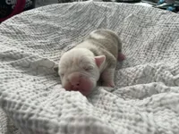 Olive, a female English Bulldog for sale in Wetumpka, AL – Photo 1 of 2