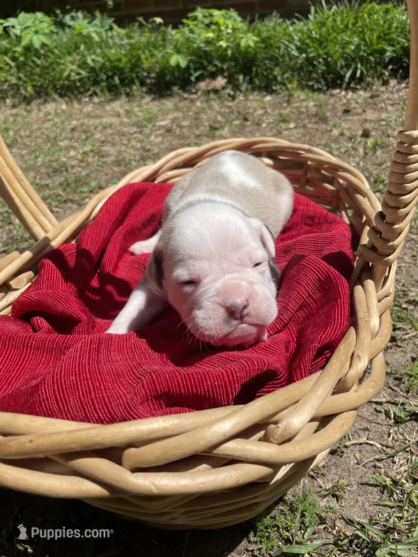 Olive – English Bulldog puppy for sale in Wetumpka, AL
