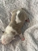 Olive, a female English Bulldog for sale in Wetumpka, AL – Photo 2 of 2