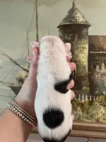 Cream, a female English Bulldog for sale in Wetumpka, AL – Photo 2 of 3